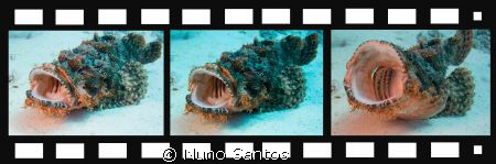 My Scorpion Fish life makes a movie... by Nuno Santos 