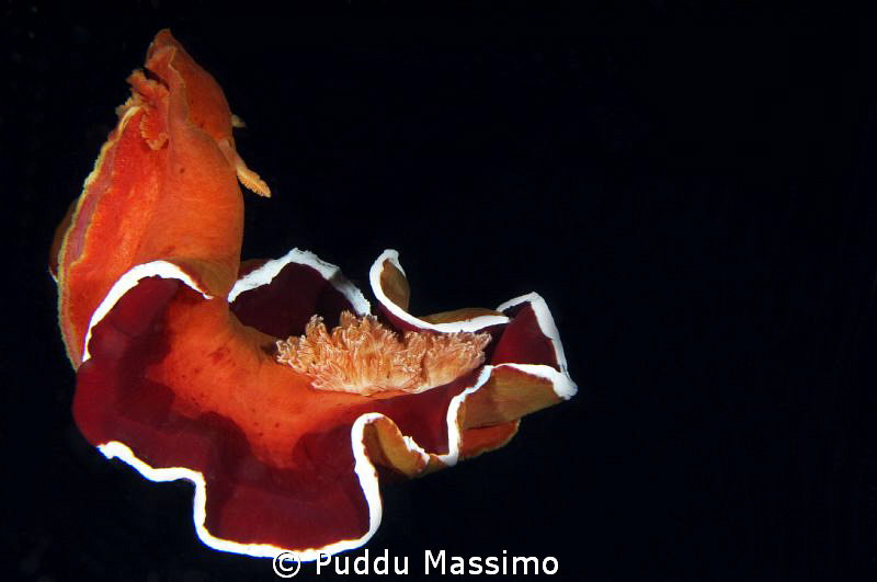 spanish dancer in night dive,nikon d2x 60 mm micro by Puddu Massimo 