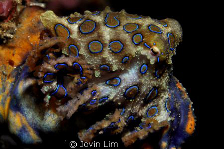 "Rings of Death" (Hapalochlaena maculosa- Blue-ringed oct... by Jovin Lim 