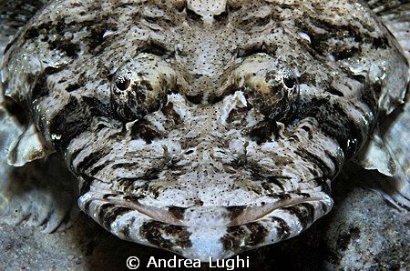 Cheese! I'm taking a picture of you!
...a crocodile fish... by Andrea Lughi 
