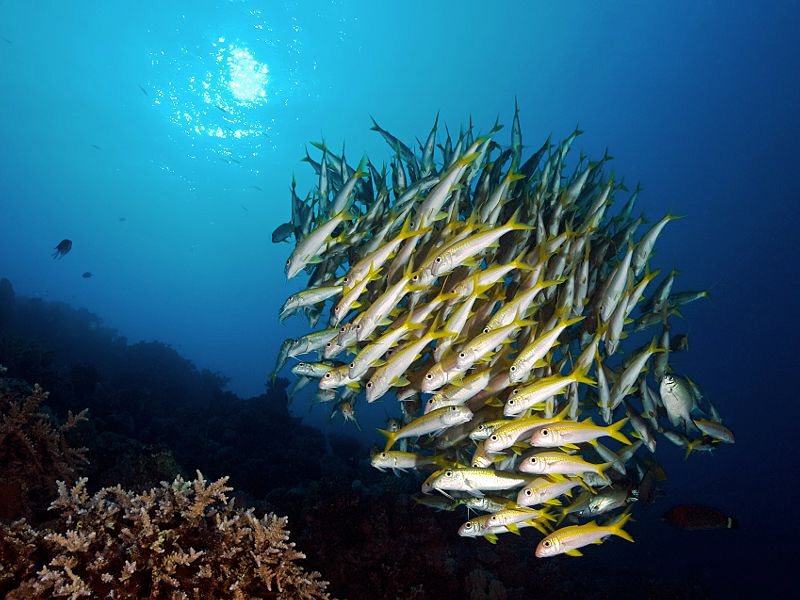 "School of Yellowfin Goatfish" 

After a too long break... by Henry Jager 