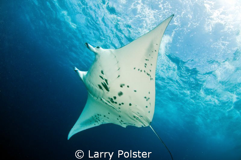 Manta feeding on Devil's Highway, 8 to 10 knot current, h... by Larry Polster 