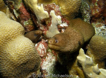 Morays sharing a coral head by Robert Michaelson 