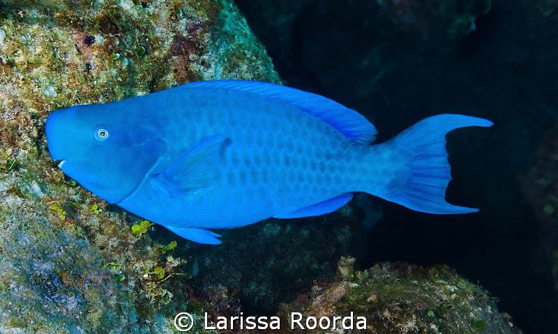 Bumphead Parrotfish (Bolbometopon muricatum)?? I think? by Larissa Roorda 