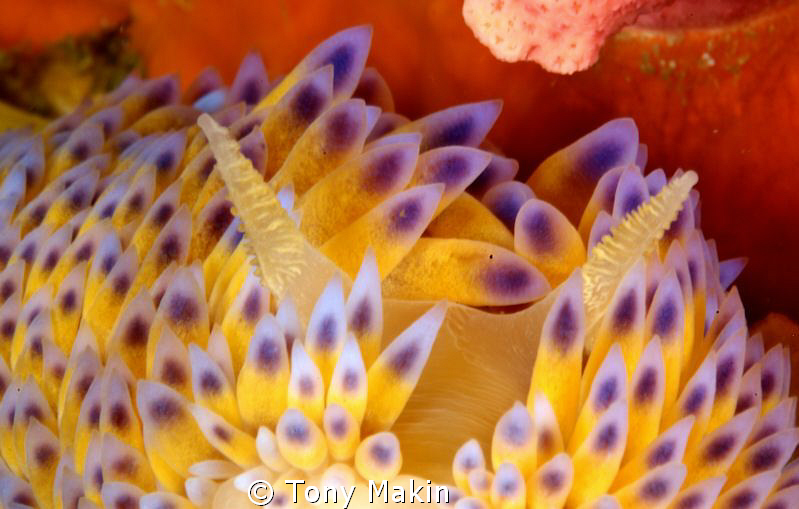 Gas flame nudibranch by Tony Makin 