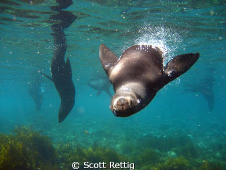 Diving with California Sea Lions on a shore dive.  Isla G... by Scott Rettig 