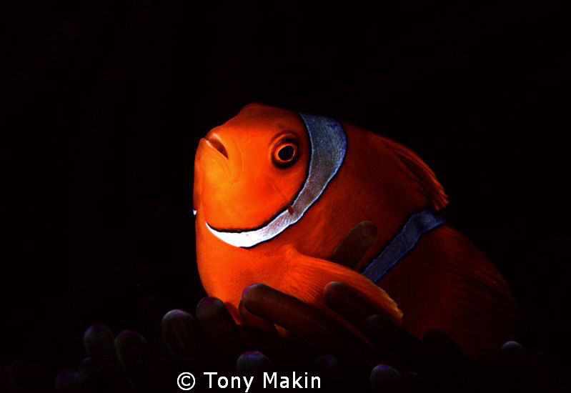 Spinecheek anemonefish by Tony Makin 