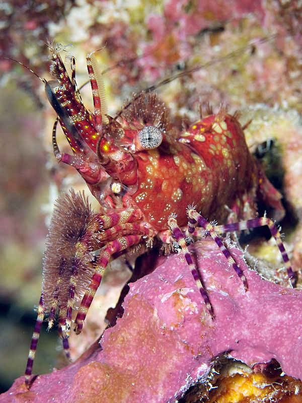 "Marbled Shrimp"

From El Quadim Bay, El Quseir (Olympu... by Henry Jager 