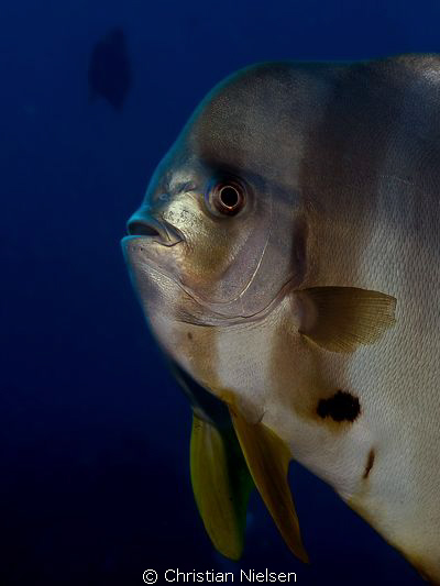 Batfish in close-up.
Shot with the versatile 14-54 mm le... by Christian Nielsen 
