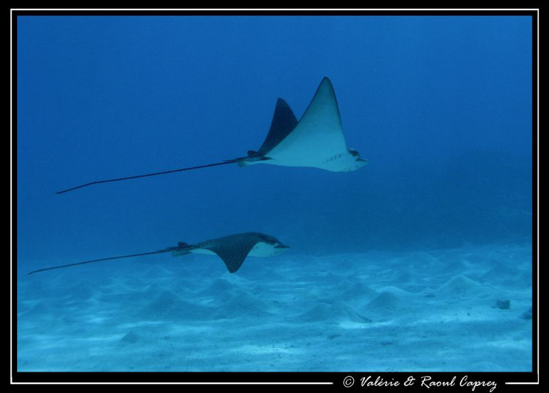 Two eagle rays in shallow waters. Canon G9 by Raoul Caprez 
