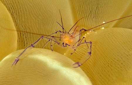 Tiny periclemenes on a bubble anemone by Charles Wright 