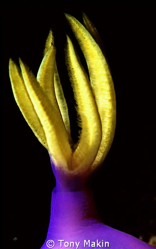 Abstract of the gills of a nudibranch by Tony Makin 