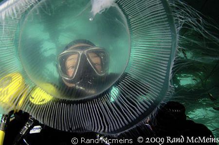 This moon jelly was about the size of a dinner plate. I j... by Rand Mcmeins 