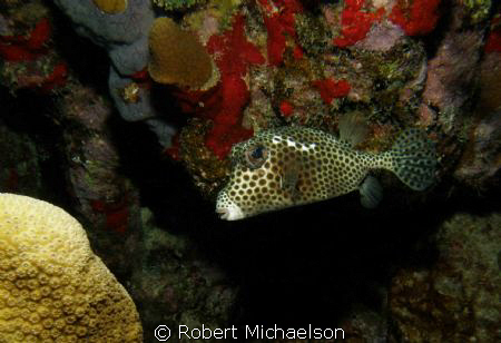Trunkfish at Klien Bonaire by Robert Michaelson 
