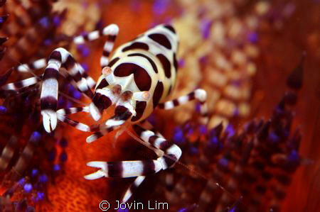 "Hitchhiker on Fire" (Periclimenes colemani- Coleman shrimp) by Jovin Lim 
