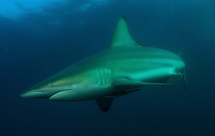 Black tip by Charles Wright 