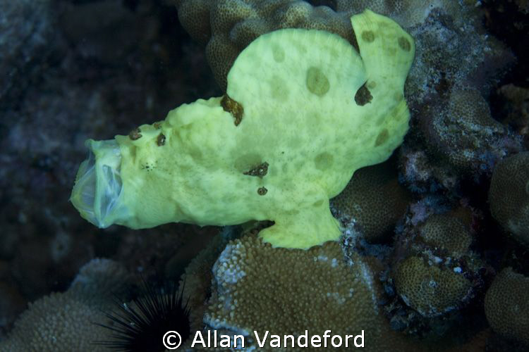 Frogfish performing a power-stretch in heavy surge near K... by Allan Vandeford 