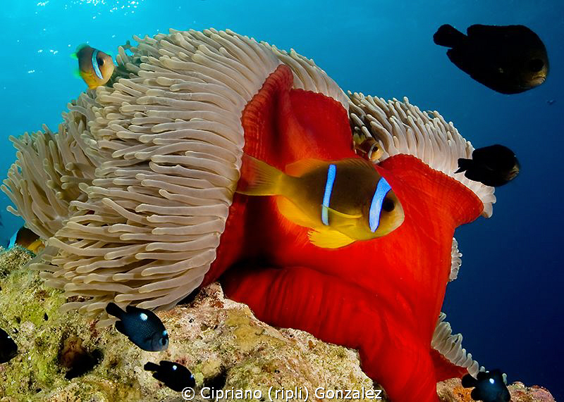 anemone fish drifting :) by Cipriano (ripli) Gonzalez 