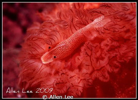 Spanish dancer & Emperor shrimp.Nikon F100,60mm,f11,1/180... by Allen Lee 