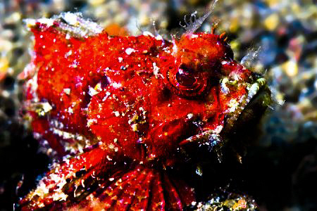 Red little somthing scorpionfish.........? Still hitting ... by Soren Egeberg 
