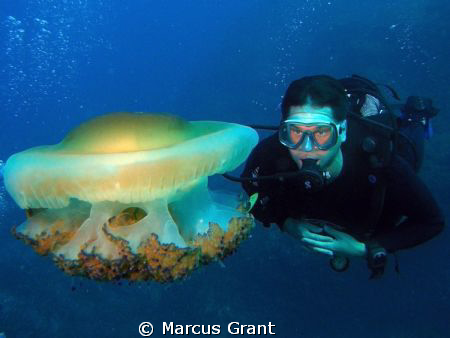 A diver check our a fried egg jelly fish. by Marcus Grant 