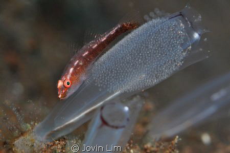 Spawning Goby - Do not Disturb!!!
Soft coral goby guardi... by Jovin Lim 