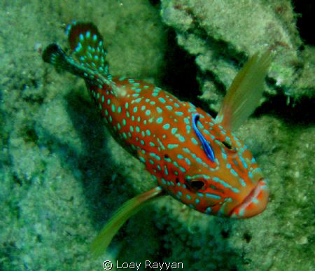 Grouper with a Friend by Loay Rayyan 
