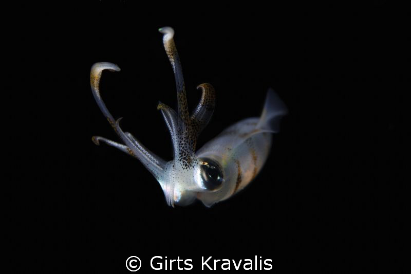 Squid by Girts Kravalis 