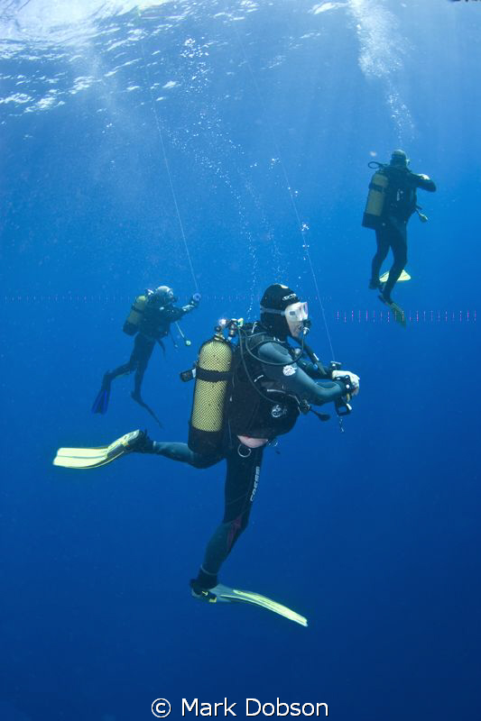 Divers doing a safety stop after dive. EOS 20d 1 DS125 st... by Mark Dobson 