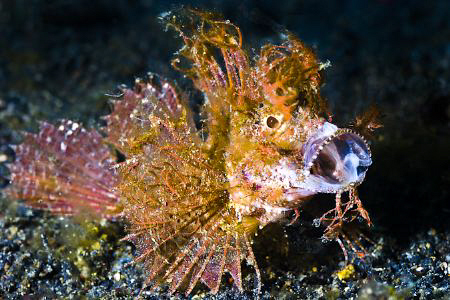 Juvenile Ambon Scorpionfish at Hairball 2 by Soren Egeberg 