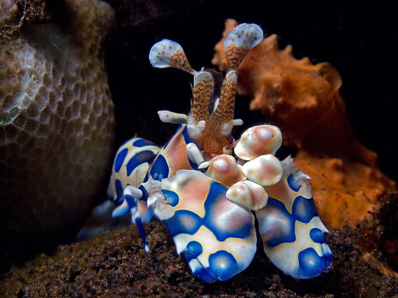 Harlequin Shrimp, Seraya by Doug Anderson 