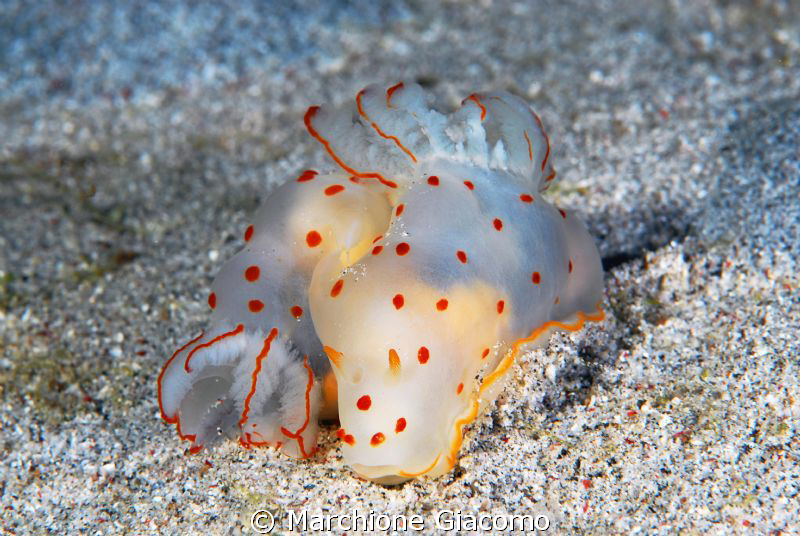 Nudi with pois red 
Komodo 2009
Nikon D200, 60 micro, t... by Marchione Giacomo 
