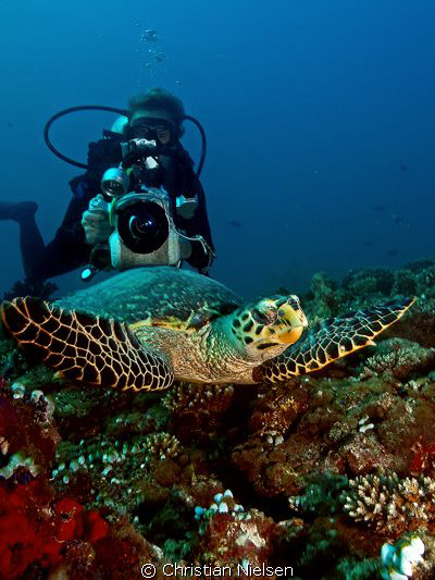 Hawsbill Turtle being filmed and Photographed.
Olympus E... by Christian Nielsen 