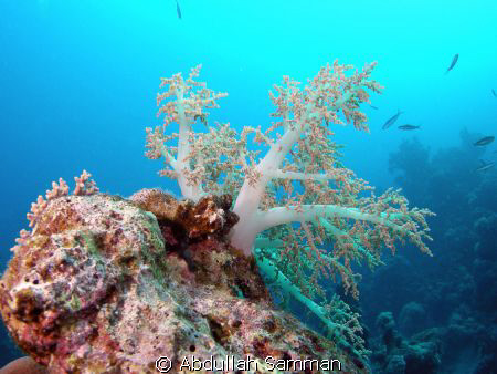 red sea soft coral by Abdullah Samman 