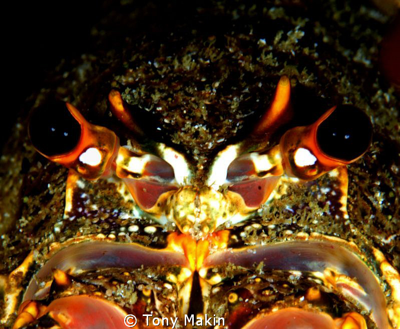 Rock lobster portrait by Tony Makin 