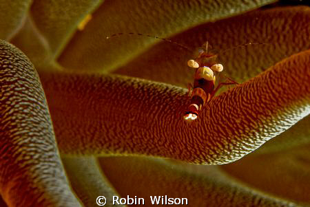 Squat anemone shrimp by Robin Wilson 