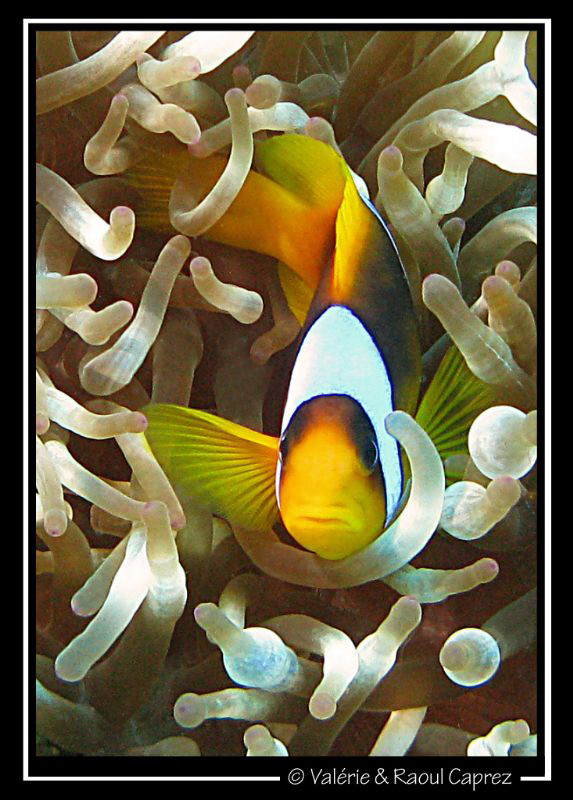 Amphiprion hidding in his anomone. by Raoul Caprez 