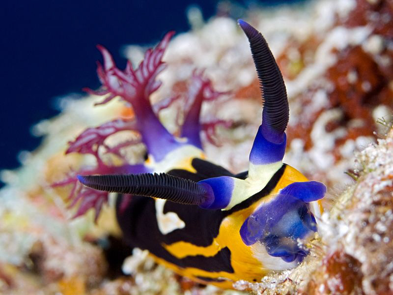 "Bighorn Nembrotha"
This Nembrotha is endemic in the Red... by Henry Jager 