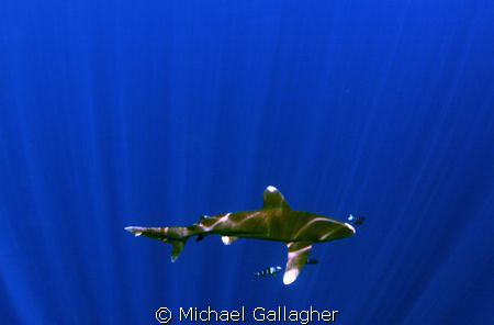 Oceanic whitetip in sunbeams by Michael Gallagher 
