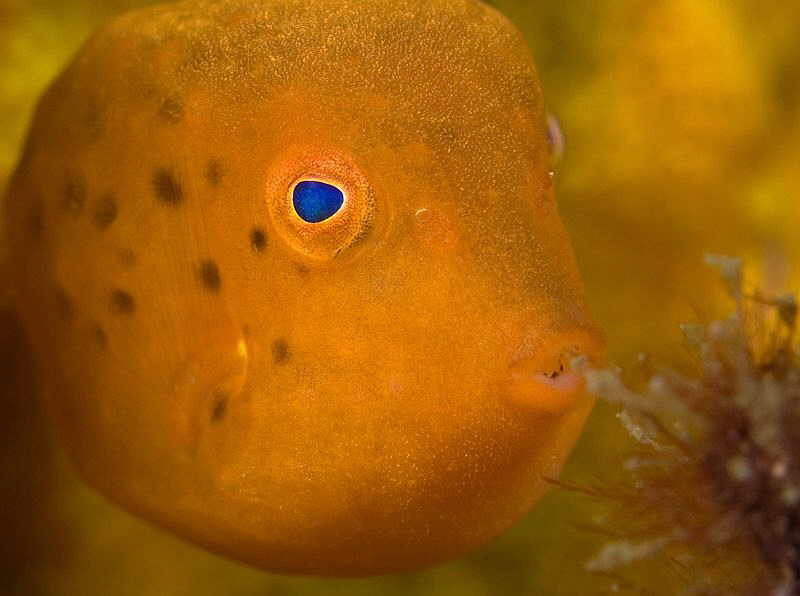 Juvenile Eastern Smooth Boxfish, Bare Island by Doug Anderson 