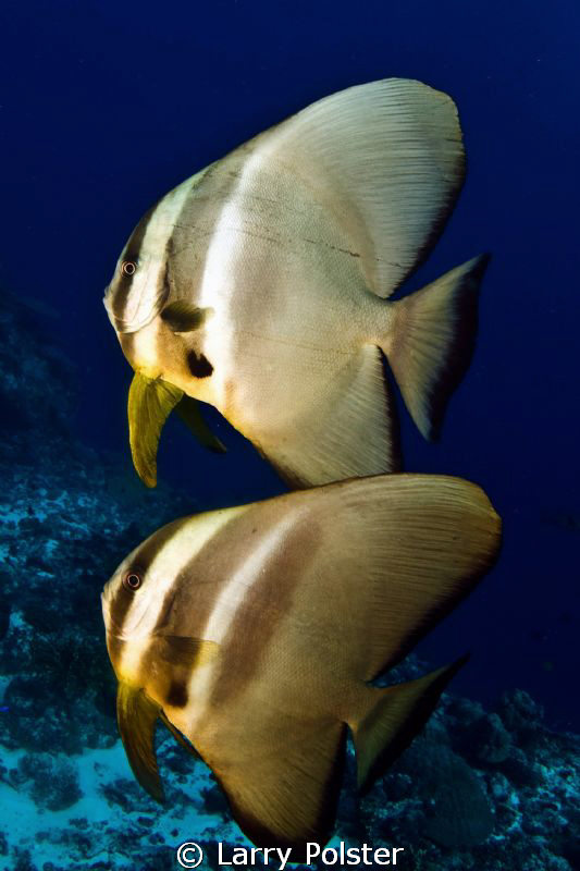 Spadefish pair by Larry Polster 