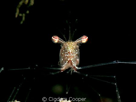 ghost shrimp by Cigdem Cooper 