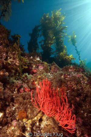 Anacapa Seascape II.  A red gorgonian rests on the reef b... by Douglas Klug 