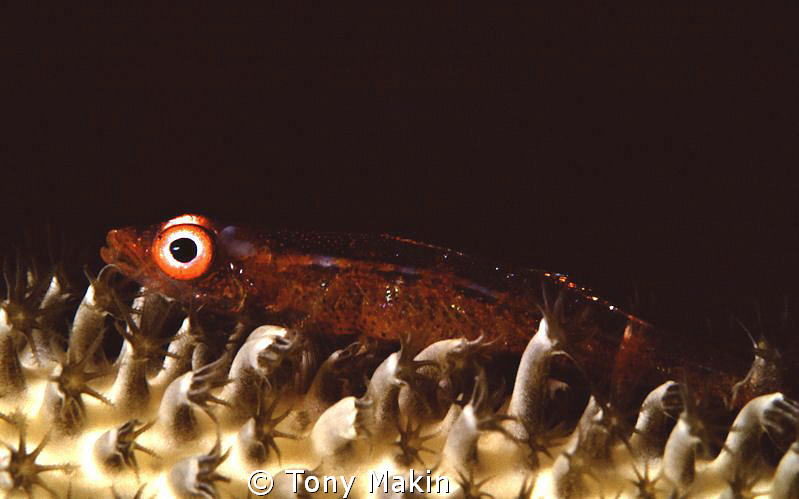 Whip coral goby by Tony Makin 