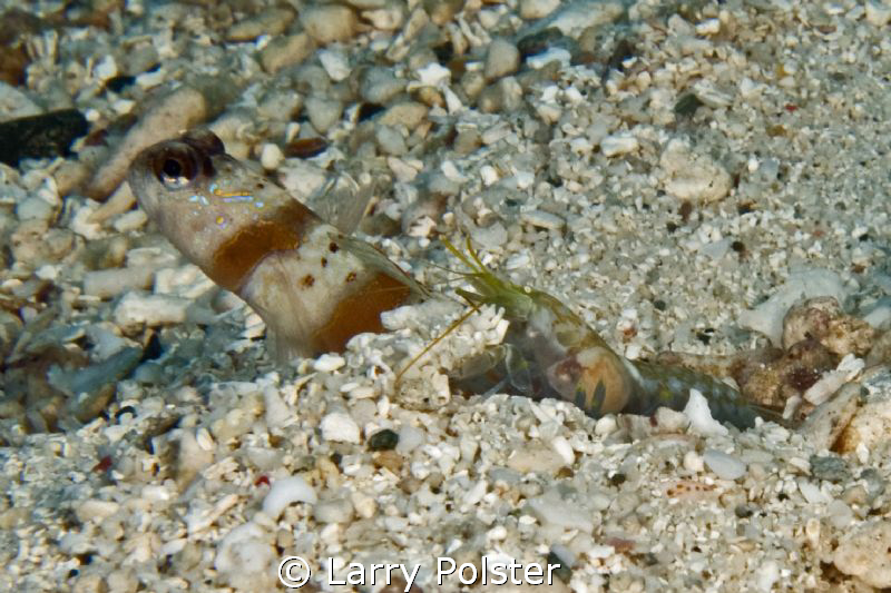 Goby with his little shrimp buddy to keep their home clean. by Larry Polster 
