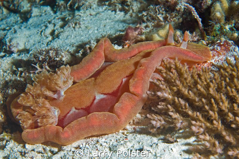 Night dive, Spanish Dancer D300-60mm by Larry Polster 