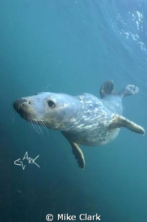 Grey Seal, natural light by Mike Clark 