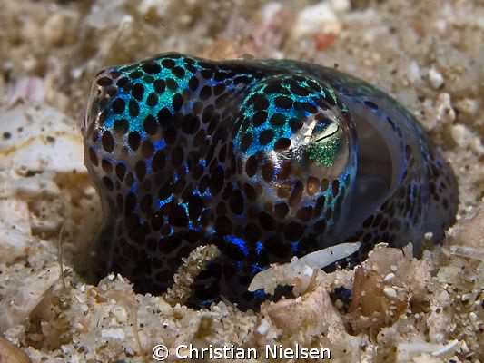 Nice encounter with Bobtail Squid digging itself into the... by Christian Nielsen 