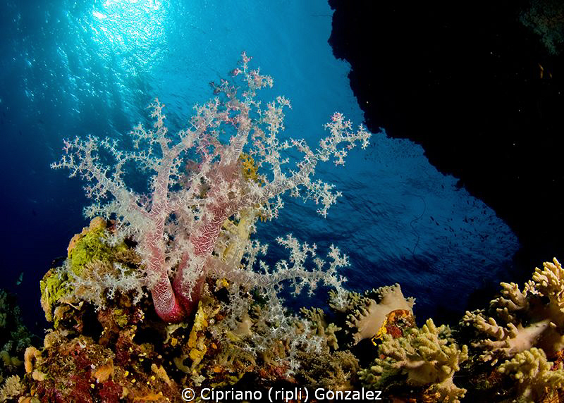 snowcapped coral :) by Cipriano (ripli) Gonzalez 