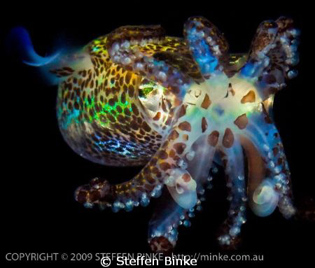 Bobtail Squid by Steffen Binke 